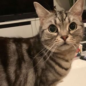 Meet your Posher, Tiri